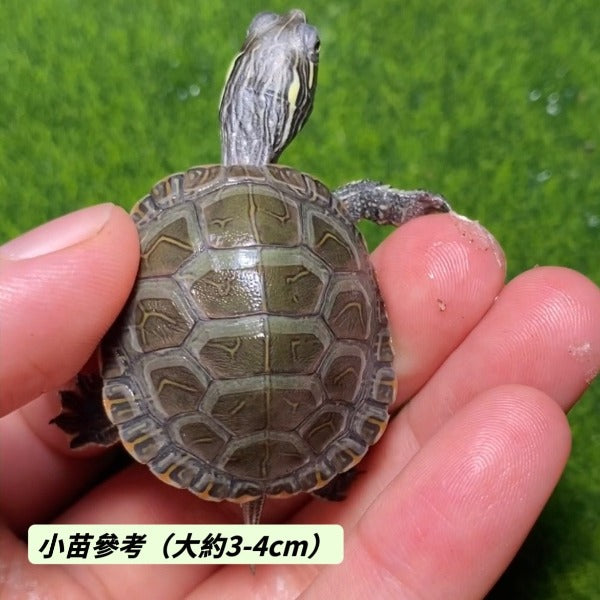 西部錦龜Western Painted Turtle  ( Chrysemys picta bellii )