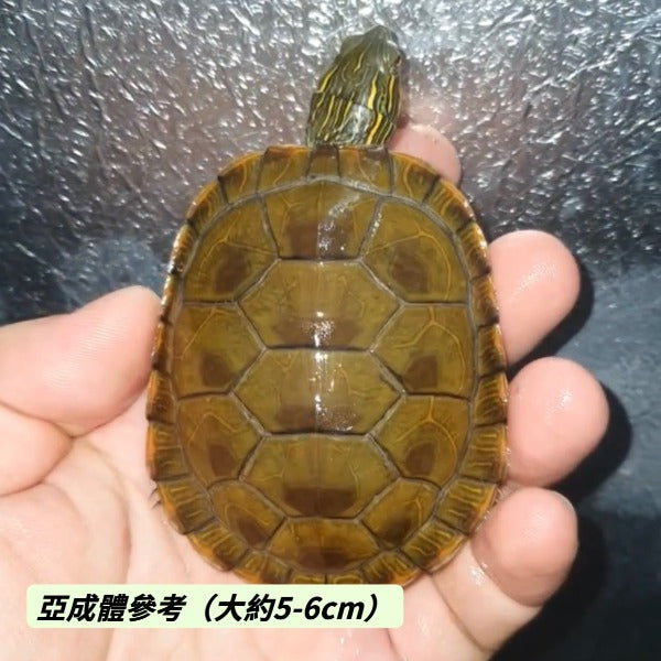 西部錦龜Western Painted Turtle  ( Chrysemys picta bellii )