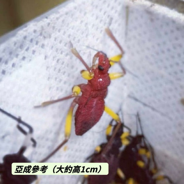 白斑獵蝽 White Spot Assassin Bug（ Platymeris biguttatus ）