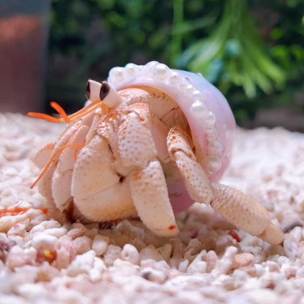 白莓寄居蟹 White Strawberry Hermit Crab ( Coenobita perlatus )