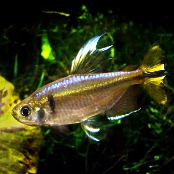 黃尾剛果美人 Yellow-tailed Congo Tetra ( Alestopetersius caudalis )