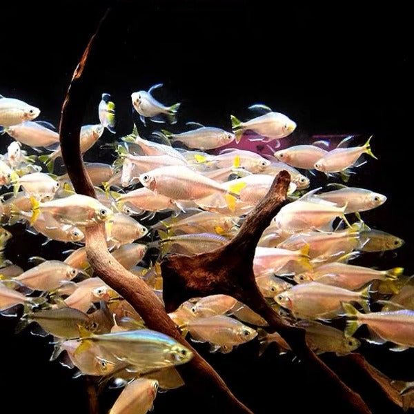 黃尾剛果美人 Yellow-tailed Congo Tetra ( Alestopetersius caudalis )