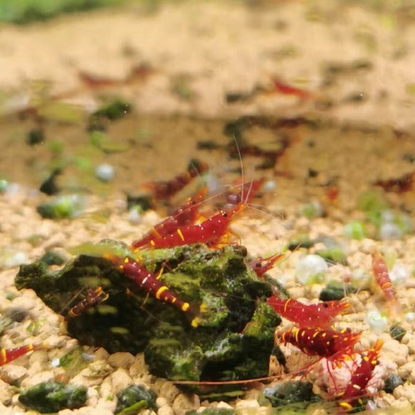 黃頰蘇蝦 Yellow Cheek Dwarf Shrimp ( Caridina Spinata ) 