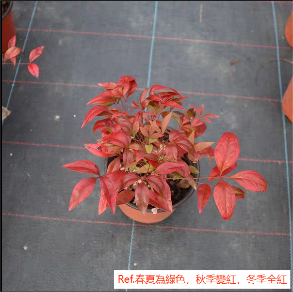 火焰南天竹 Heavenly Bamboo ( Nandina domestica ' Firepower ' )