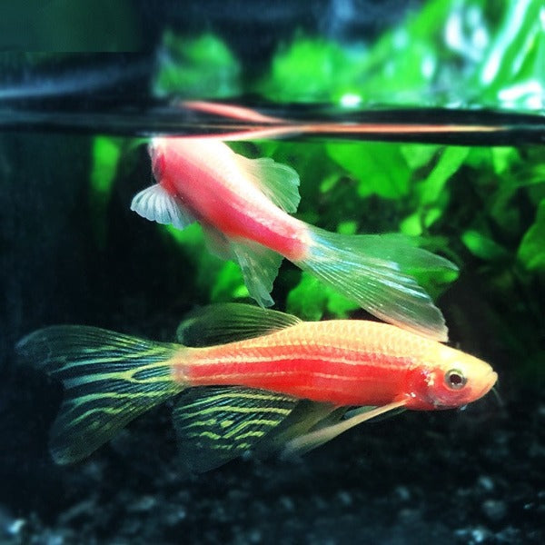 螢光紅蝶翼斑馬 Zebra Longfin Danio （Danio rerio）