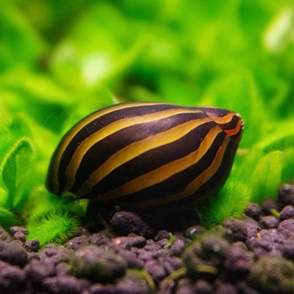 斑馬螺 Zebra Runner Snail ( Neritina natalensis ) 除藻能手 - 森流 GreenFlow - 動植物造景專門店