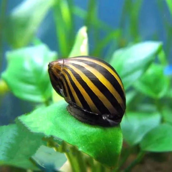 斑馬螺 Zebra Runner Snail ( Neritina natalensis ) 除藻能手 - 森流 GreenFlow - 動植物造景專門店