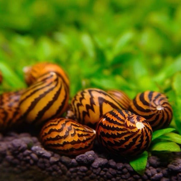 斑馬螺 Zebra Runner Snail ( Neritina natalensis ) 除藻能手 - 森流 GreenFlow - 動植物造景專門店