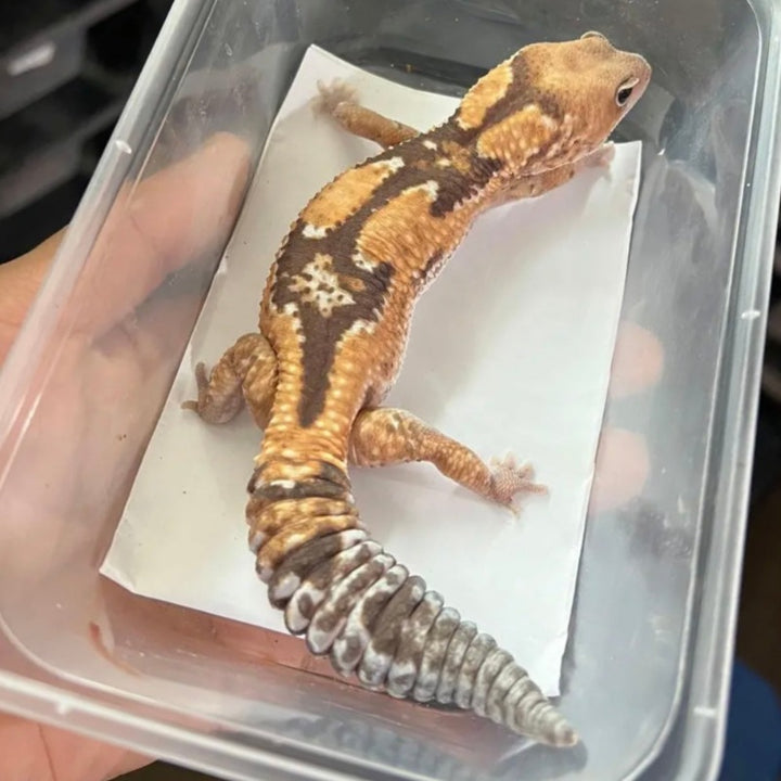 祖魯肥尾守宮 Zulu African Fat-Tailed Geckos