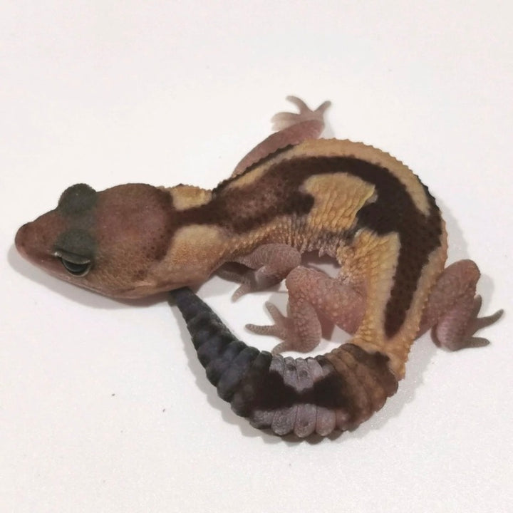 祖魯肥尾守宮 Zulu African Fat-Tailed Geckos