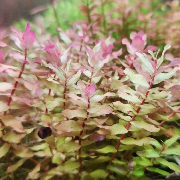 绿蝴蝶 Rotala Macrandra 'Green'