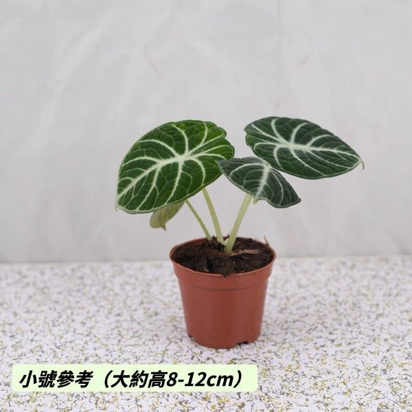 忍者觀音蓮 Alocasia reginula 'ninja' - 森流 GreenFlow - 動植物造景專門店