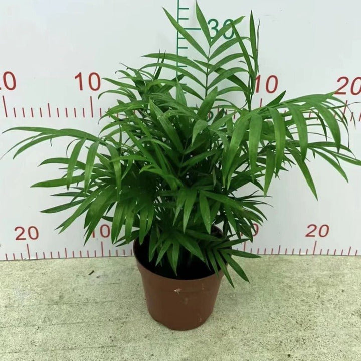 散尾葵（Dypsis lutescens） - 森流 GreenFlow - 動植物造景專門店