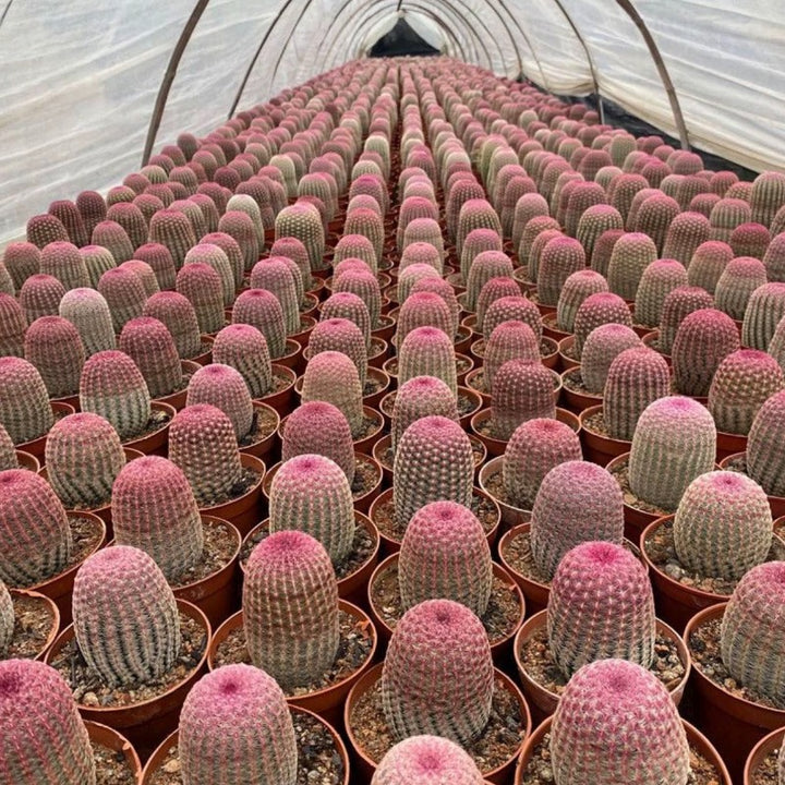 紅太陽（Echinocereus rigidissimus var. rubrispinus）