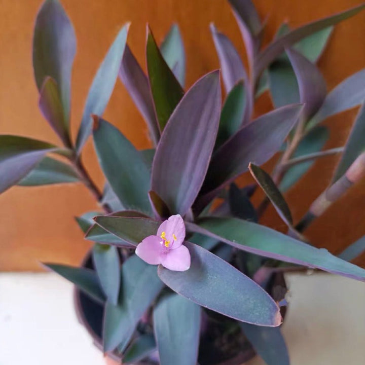 紫竹梅（Tradescantia pallida (Rose) D. R. Hunt）