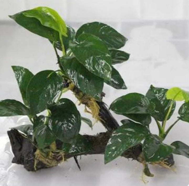 小水榕(三頭) 陰性水草 Dwarf Anubias ( Anubias beri var. nana) with driftwood - 森流 GreenFlow - 動植物造景專門店