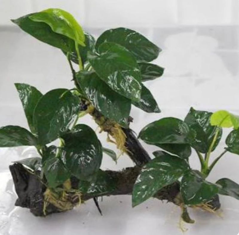 小水榕(三頭) Dwarf Anubias ( Anubias beri var. nana) with driftwood