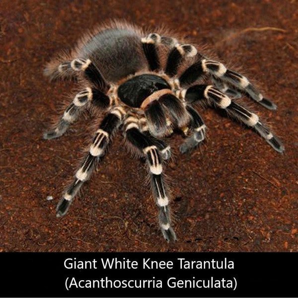 巴西白膝頭 Giant White Knee Tarantula (Acanthoscurria geniculata) - 森流 GreenFlow - 動植物造景專門店