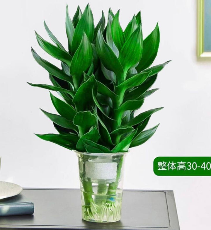 富贵竹（Dracaena sanderianaSander） - 森流 GreenFlow - 動植物造景專門店