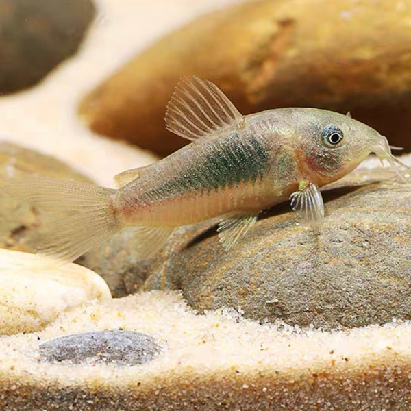 咖啡鼠 Bronze cory ( Corydoras aeneus )  - 森流 GreenFlow - 動植物造景專門店