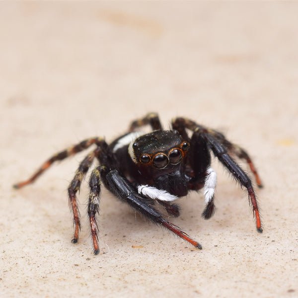 安德遜蠅虎 Adanson's House Jumping Spider (Hasarius adansoni) - 森流 GreenFlow - 動植物造景專門店