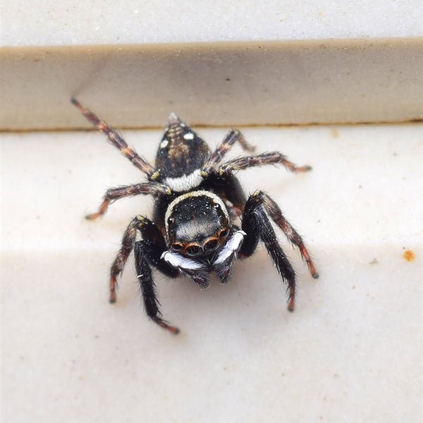 安德遜蠅虎 Adanson's House Jumping Spider (Hasarius adansoni) - 森流 GreenFlow - 動植物造景專門店