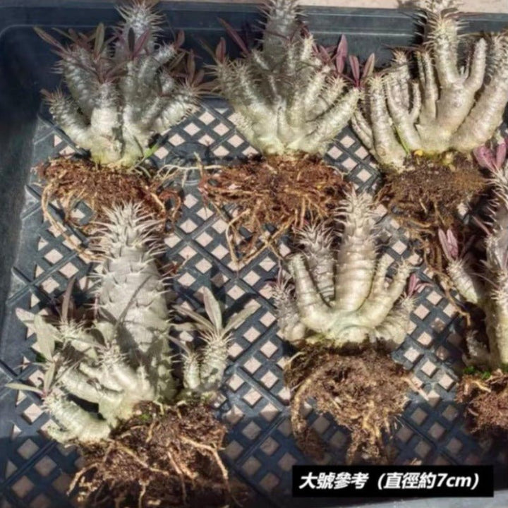 凱蒂棒槌（Pachypodium rosulatum ) - 森流 GreenFlow - 動植物造景專門店