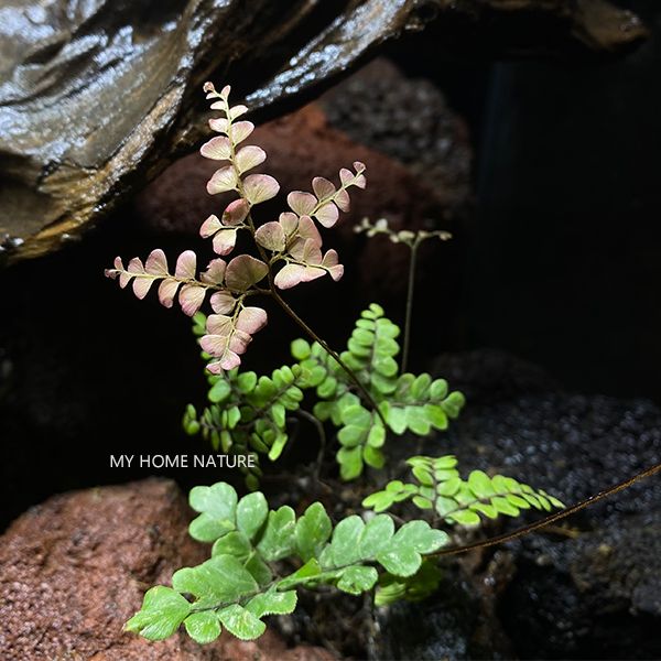 扇葉鐵線蕨 Adiantum flabellulatum L. Sp. - 森流 GreenFlow - 動植物造景專門店