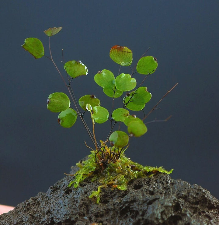 小鐵線蕨 Micro Fern (Adiantum mariesii ) - 森流 GreenFlow - 動植物造景專門店