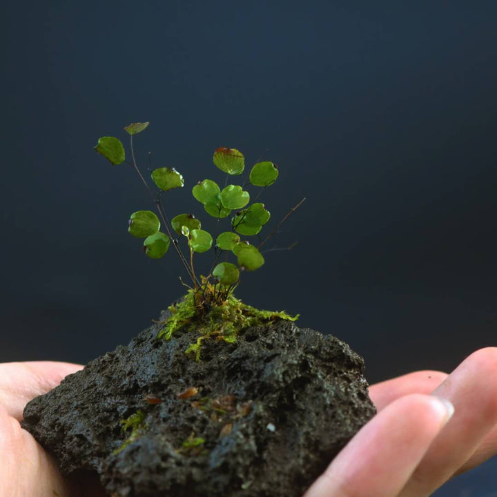 小鐵線蕨 Micro Fern (Adiantum mariesii ) - 森流 GreenFlow - 動植物造景專門店