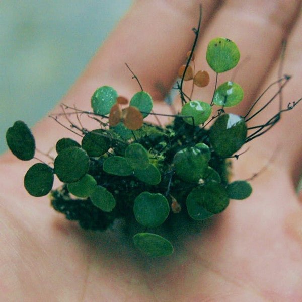 小鐵線蕨 Micro Fern (Adiantum mariesii ) - 森流 GreenFlow - 動植物造景專門店