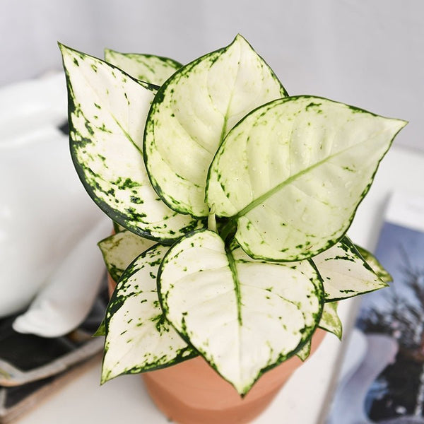 亞曼尼粗肋草 Aglaonema ‘ Anyamanee ’ Super White - 森流 GreenFlow - 動植物造景專門店