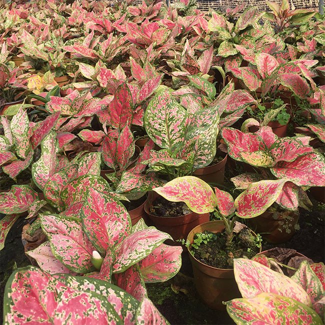 情人粗肋草 Aglaonema Lady Valentine （Aglaonema modestum） - 森流 GreenFlow - 動植物造景專門店