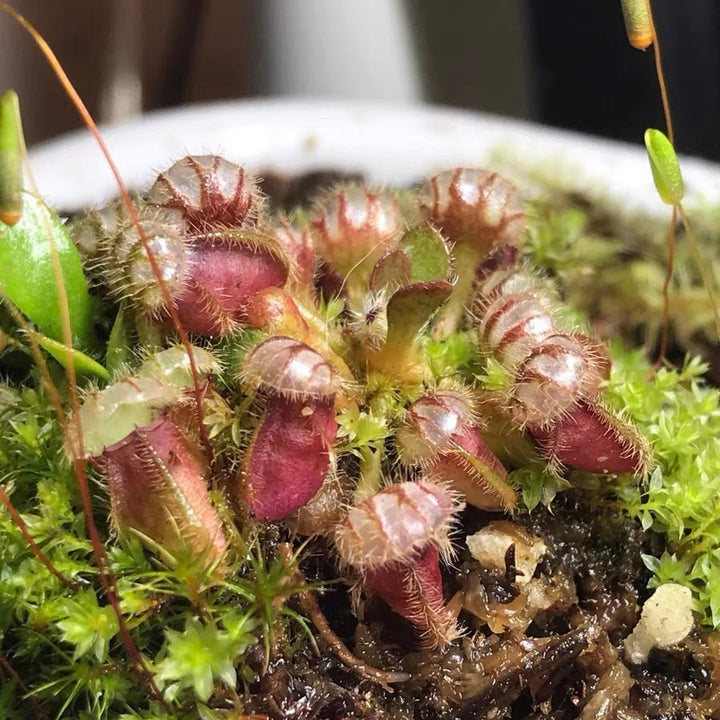 土瓶草 Cephalotus follicularis - 森流 GreenFlow - 動植物造景專門店