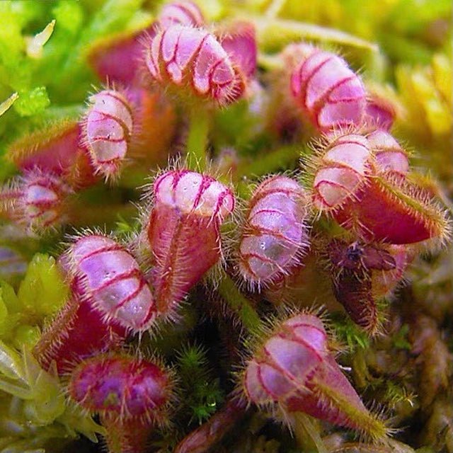 土瓶草 Cephalotus follicularis - 森流 GreenFlow - 動植物造景專門店