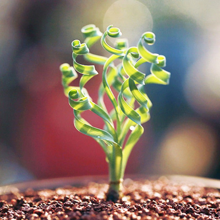 寬葉彈簧草 Albuca concordiana - 森流 GreenFlow - 動植物造景專門店