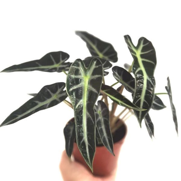 小仙女觀音蓮 Alocasia Bambino Arrow - 森流 GreenFlow - 動植物造景專門店