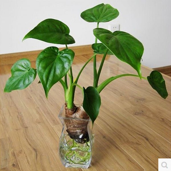 尖尾芋 Alocasia cucullata - 森流 GreenFlow - 動植物造景專門店