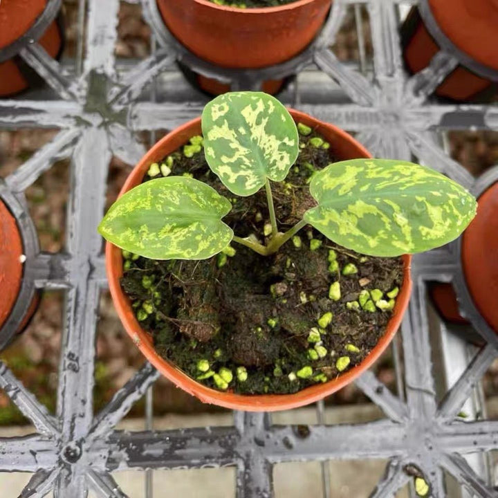 希洛美人迷彩葉芋 Caladium praetermissum' Hilo beauty ' - 森流 GreenFlow - 動植物造景專門店