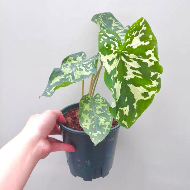 希洛美人迷彩葉芋 Caladium praetermissum' Hilo beauty ' - 森流 GreenFlow - 動植物造景專門店