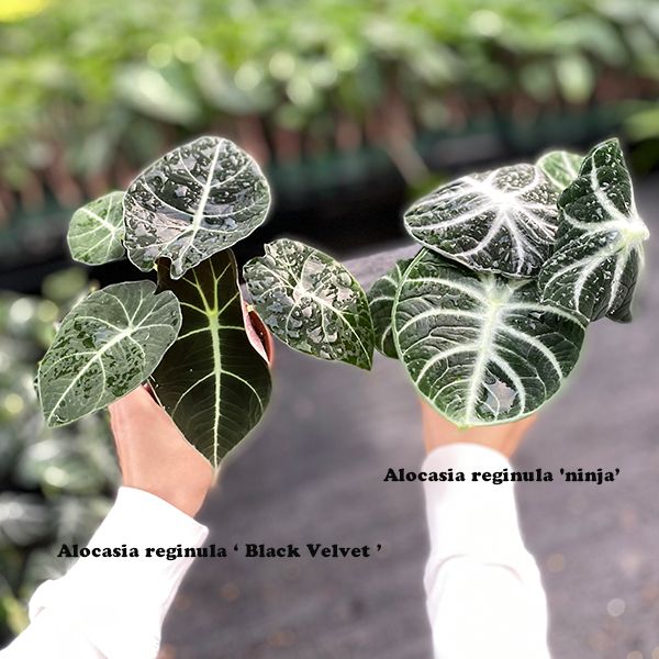 忍者觀音蓮 Alocasia reginula 'ninja' - 森流 GreenFlow - 動植物造景專門店