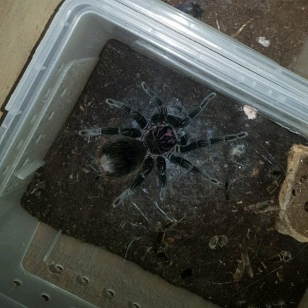 亞馬遜鐳射 Amazon Blue Bloom Tarantula (Xenesthis intermedia) - 森流 GreenFlow - 動植物造景專門店