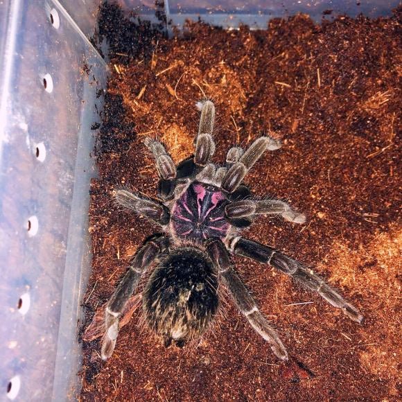 亞馬遜鐳射 Amazon Blue Bloom Tarantula (Xenesthis intermedia) - 森流 GreenFlow - 動植物造景專門店