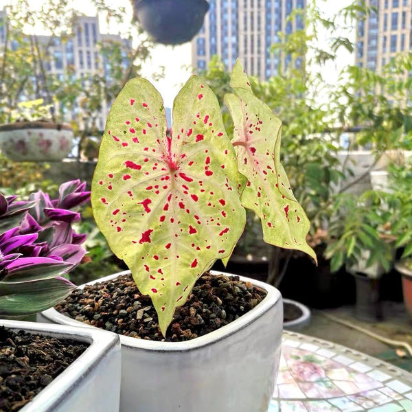 嬌點彩葉芋 Angel wing (Caladium 'Miss Muffet') - 森流 GreenFlow - 動植物造景專門店