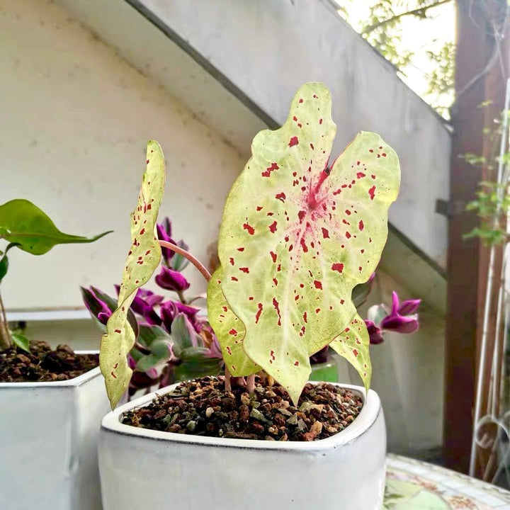 嬌點彩葉芋 Angel wing (Caladium 'Miss Muffet') - 森流 GreenFlow - 動植物造景專門店