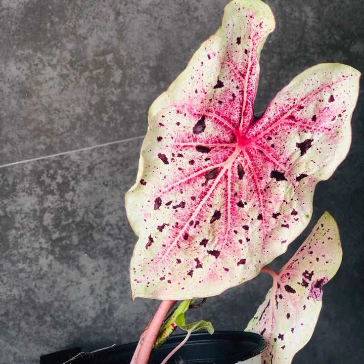 嬌點彩葉芋 Angel wing (Caladium 'Miss Muffet') - 森流 GreenFlow - 動植物造景專門店