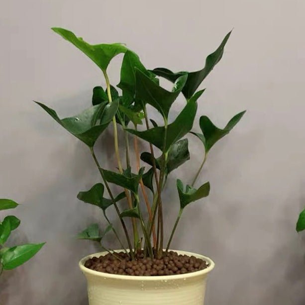 國王花燭 Anthurium arrow - 森流 GreenFlow - 動植物造景專門店