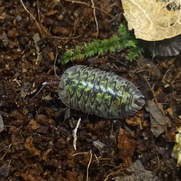 廣西岩壁鼠婦 Round Tail Isopods （Armadillidae sp.） - 森流 GreenFlow - 動植物造景專門店