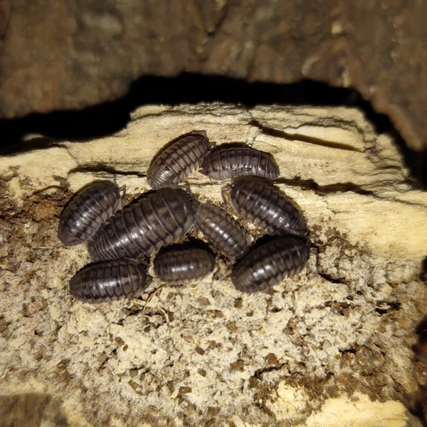 方鼻鼠婦 Wildtype' Isopods (Armadillidium Nasatum)