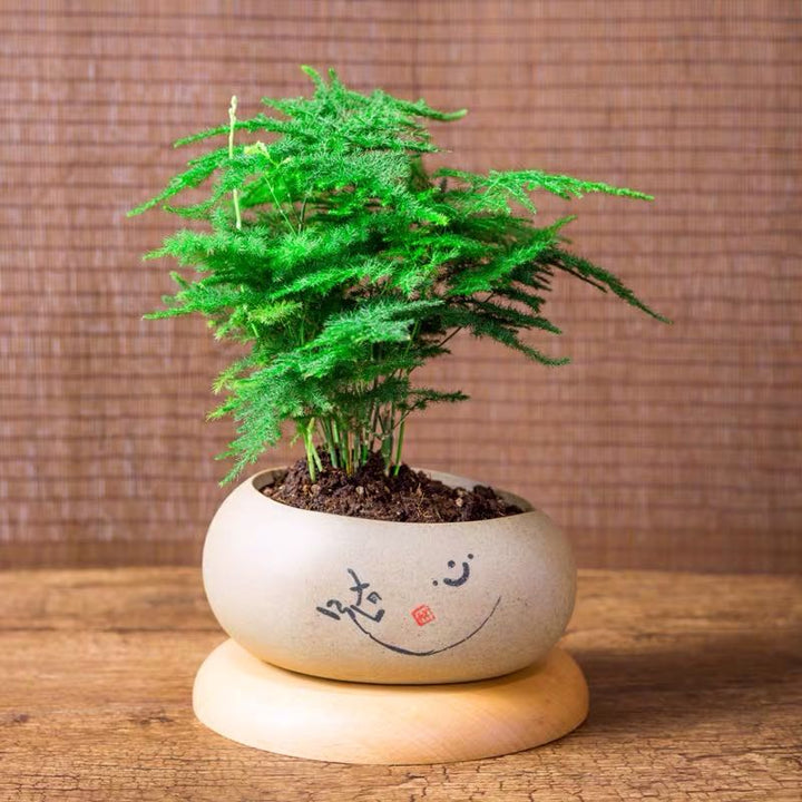 文竹 Asparagus Fern Plumosus ( Asparagus setaceus ) - 森流 GreenFlow - 動植物造景專門店